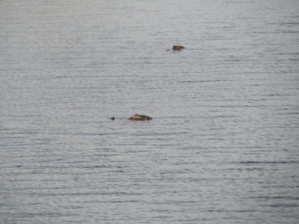 2017-11-19 05.00.20.jpg