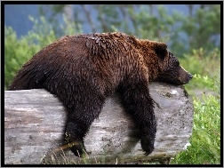 niedzwiedz-sen-grizzly